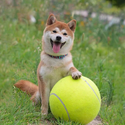 Grote tennisbal hond